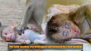 Baby monkey with a scarred face was kidnapped and tortured by bad monkey. Luckily human saved him