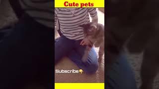 Cute pets Dogs and Cats #shorts #youtube #tiktok