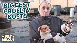 70+ Dogs Rescued From One Abuser? These Cruelty Cases Will Leave You Speechless