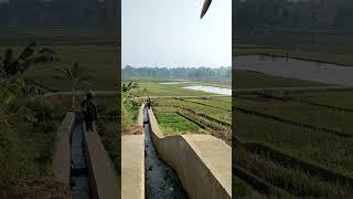 emak berangkat ke sawah pagi ini