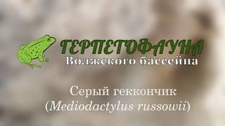 Серый геккон Mediodactylus russowii