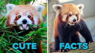 The Cute Red Panda  FACTS