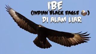  Melihat lebih dekat IBE INDIAN BLACK EAGLE  di alam liar