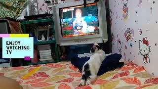 CUTE CATKITTEN WATCHING TVLUCKY BOY FEELING GOODCAT MEOWMING CHANNEL