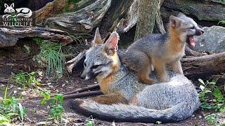 Gray fox family  Part 6 - Dolly and Frances at play again