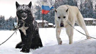 10 Crazy Russian Dog Breeds