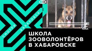 Служба спасения животных появится в Хабаровске