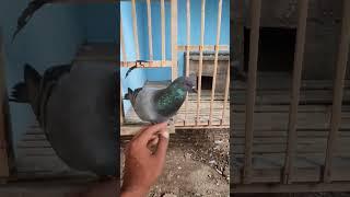 sempat hilang 3 hari akhirnya ketemu lagi #merpati #pigeon #merpatiku #merpatikolong #hobbymerpati