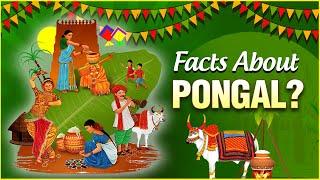 Interesting Facts & Importance About Pongal  The Indian Harvest Festival  Pongal Festival 2022