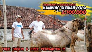 FULL KAMBING JUMBO  STOCK KAMBING KURBAN TERMURAH DAN BERKUALITAS DI DAERAH IBU KOTA JAKARTA