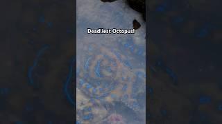 Catching Deadliest Octopus