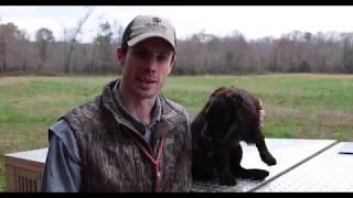 Boykin Spaniel Training 0003 Slip Leads