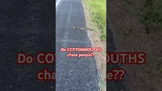 Do COTTONMOUTHS chase people? #snake #snakes #cottonmouth #watermoccasin #herping #herpetology
