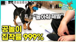 공에 식초를 뿌려도 소용이 없어요 설쌤도 못 말리는 공에 대한 집착이 심한 닥스훈트의 집착본능 세상에 나쁜 공은 없다 ┃#왜그러냥귀엽개