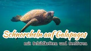 Schnorcheln mit Seelöwen und Schildkröten auf den Galapagos Inseln - San Cristobal Weltreise Vlog 8