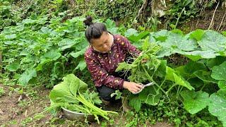 今天摘些南瓜尖和南瓜叶，配上一堆辣椒做一餐好吃的 pick some pumpkin leaves to make a delicious meal