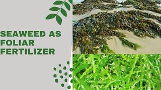 VG14 Amazing Results of Seaweeds Foliar Fertilizer Victorias Garden Philippines