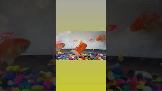 aquarium fish goldfish#fish #aquarium fish