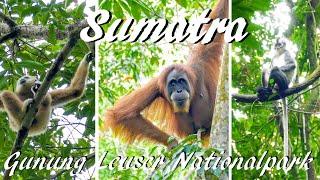 Indonesien Die Orang Utans auf Sumatra im Gunung Leuser Nationalpark
