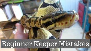 Top 5 Mistakes Made By Beginner Ball Python Keepers - Benjamins Exotics