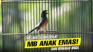 Melihat Lebih Dekat Anak Emas Dari Berbagai Angel Camera Siap Deal-Dealan