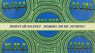 Попугайчик чихает тяжело дышит лежит на присаде. Что будет если не лечить попугая?