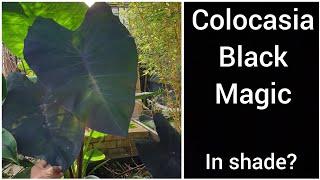 Huge Leaves On Colocasia Black Magic Easy Tropical Plant