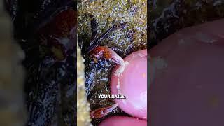 Crab Pedicure? EXPLAINED