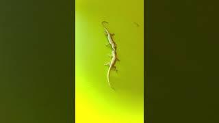 Lizards Fighting With Sound   #short