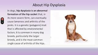Healthy Hips Happy Dogs  Preventing Hip Dysplasia for Dog Owners  Holistic Horseworks