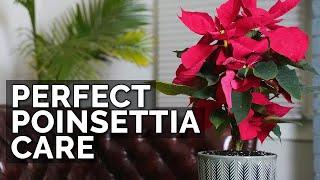 How to Care For Poinsettias And Make Them Bloom Next Year