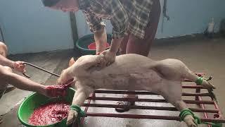 Cách chọc tiết lợnheo nhanh gọn nhất Việt Nam 2024