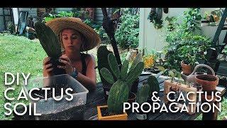 DIY CACTUS SOIL AND PROPAGATING PRICKLY PEAR CACTI