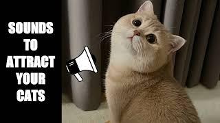 Cat Sounds to Attract Cats #20
