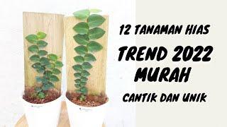 12 Tanaman Hias Yang Lagi Trend 2022 Update Harga Terbaru Tanaman Viral Tahun 2022