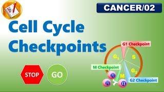 Cell Cycle Checkpoints FL-Cancer02