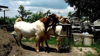 Boer goat crosses indigenous goats to improve quality  Goat farming in village