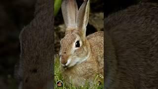 Rabbits Things to know about them️ #rabbits #wildanimals #wildlifedocumentary