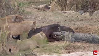 Lions and crocodile compete over buffalo carcass Best Video Clip 2019 entry