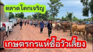 พาชมบรรยากาศซื้อขายวัวตลาดโคกเจริญ อ.สว่าง จ.สกลนคร 13767 #ราคาวัววันนี้