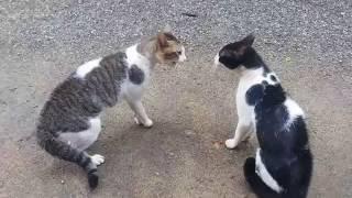 Cats Fighting with sound - Exclusive Video Play with full sound