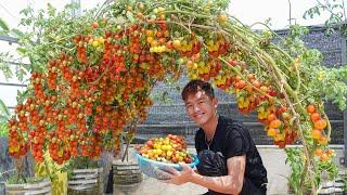 Housewives will fall in love with this tomato garden its so wonderful and beautiful