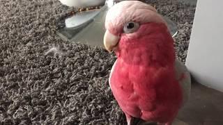 Galah cockatoo being a goof