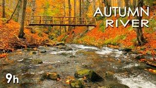 Autumn River Sounds -  Relaxing Nature Video - Sleep Relax Study - 9 Hours - HD 1080p