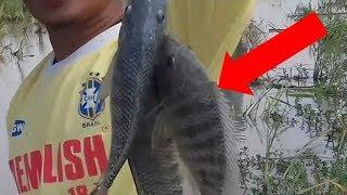 Mancing Ikan Nila Di Rawa Menggunakan Pancing Jaring 07092017