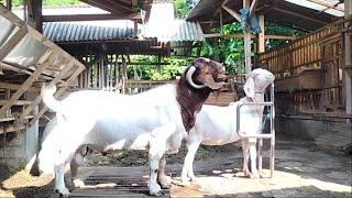 Big boer goat stud Crosses with white crossboer goat in village farm
