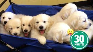 30 Minutes of the Worlds CUTEST Puppies 