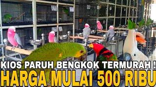 KOK BISA  CUMA MULAI 500 RIBU SUDAH DAPAT BURUNG PARUH BENGKOK ISTIMEWAH DI KIOS INI