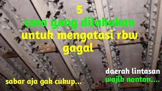 Cara mengatasi rbw gagal