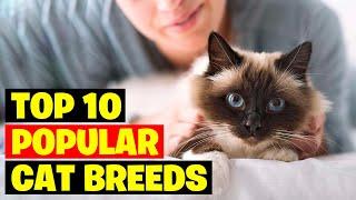 Top 10 Popular Cat Breeds In The World